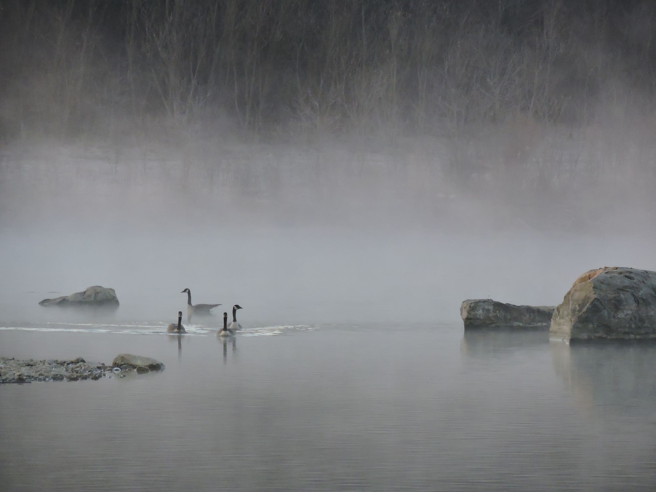 Geese_in_fog